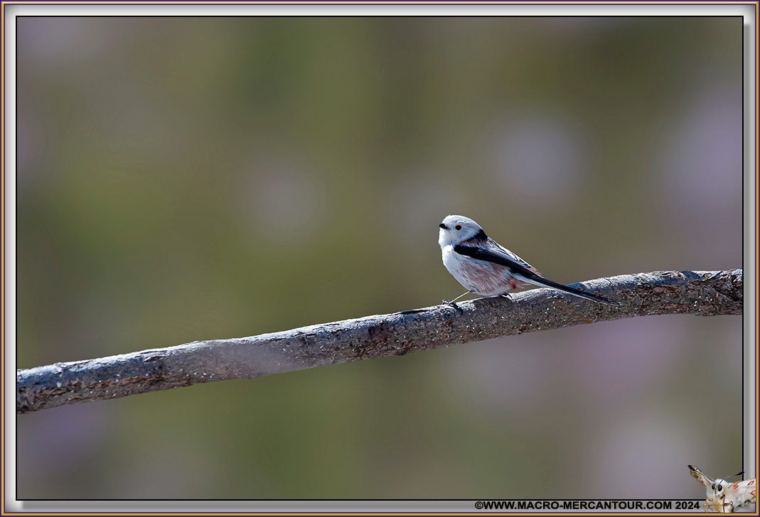 Mésange à longue queue